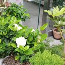 해피수소수 이미지