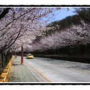 온천천시민공원 영산홍 이미지