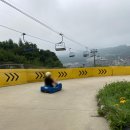 삼양농장 | 평창 즐길거리 / 목장 비교 (하늘,삼양,양떼) / 루지 비교 (용평,알펜시아,휘닉스)