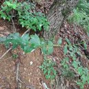 화악지암길 이미지