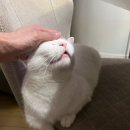 미유펫 강아지분양 고양이분양 부천점 이미지