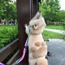 즈려밟고 이미지