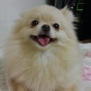 도도 Daum카페