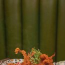 빨강다람쥐 이미지