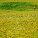 기영농장 이미지