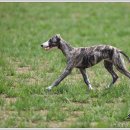 샴프네집 이미지