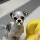 홈즈펫타운 이미지