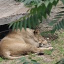 레오목장 2 이미지