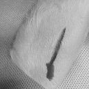 페토피아 동물병원 이미지