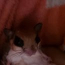 나린그루밍 이미지