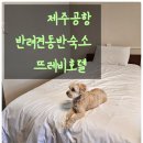뜨레비호텔 | 제주공항 근처 애견동반 호텔 뜨레비호텔 가성비 숙박후기