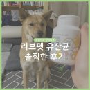 기호성 좋은 리브펫 유산균은 입짧은 강아지도 너무 잘먹어요. (네통째 구매한 리얼후기)