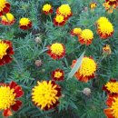 메리골드 이미지