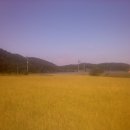 산내과수