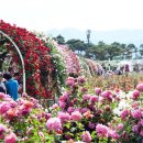 곡성세계장미축제장 이미지