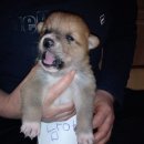 똥개언니 이미지