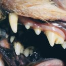 닥터아이펫 동물병원 이미지