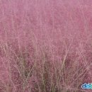 더 마을 핑크 이미지