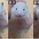 부산햄스터분양 행복햄 이미지