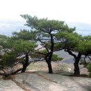 소나무풍경 이미지