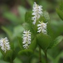 홀아비꽃대 [Chloranthus japonicus Siebold] 이미지