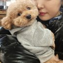 동물농장 애견전문 미용실 | 잠실 미용실 남자머리 컷트 다운펌 잘하는 송파 바버샵 바버가든 (애견동반 가능)