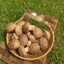 송화농장 | 송화버섯 제대로 즐겨본 후기