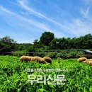 하빛율빠꿈사리 이미지