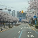 자연수산 | 흩날리는 벚꽃 아래, 여수엑스포 어민의 날 행사 완벽 지원(대형 스마트 TV 렌탈 후기)
