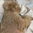몽그라피 이미지