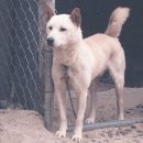 진도개 사랑 이미지