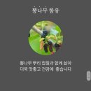 담백하고 건강한 소문난 뽕잎 편육