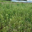 홍의인농장 이미지