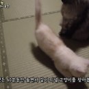 고양이 빌려주는 일본 고양이 여관🐈 🐈‍⬛ 이미지