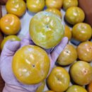 단감상회 이미지