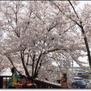 낙동강제방(2) 이미지