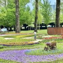 보강천 미루나무숲 | 숨겨진 비밀 정원! 5월 청주 근교 증평 보강천미루나무숲 꽃밭 피크닉 추천