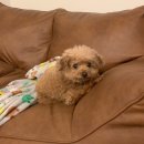 강아지사랑 이미지