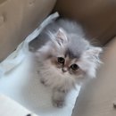 아담스펫살롱 | 수컷고양이중성화! 압구정동물의료센터에서 중성화 후기와 고양이합사