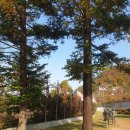 영국군 설마리전투비 | 파주 영국군 설마리전투 추모공원 계곡 감악산 출렁다리 근처 가볼만한곳