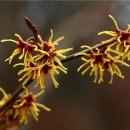 식물원 정자옆 이미지