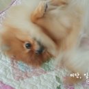 포미병과 이미지