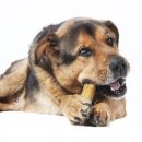 더드림동물병원 이미지