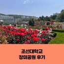 조선대학교 장미원 | 2025 조선대학교 장미정원 후기