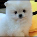 강아지 분양 프러포즈펫 | 전주에서 만나는 따뜻한 반려동물 이야기, 펫365 강아지분양 고양이분양 후기