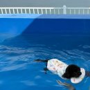 포항 포인트 오션 풀빌라 펜션 이미지