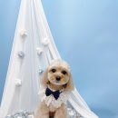 견생의하루 펫살롱 일산본점 이미지