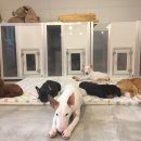 달중이네 펫호텔 이미지