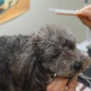 강아지 미용 이미지