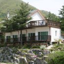 로뎀나무 이미지